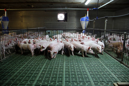 养殖小猪的工业养猪场图片