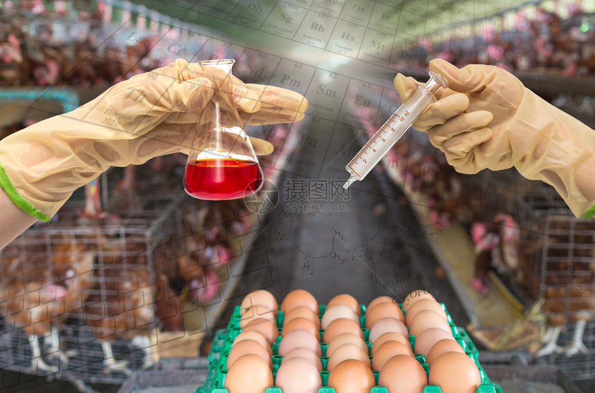 配有化学实验室的鸡蛋养鸡场持有注射图片