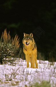 冬的野狼图片