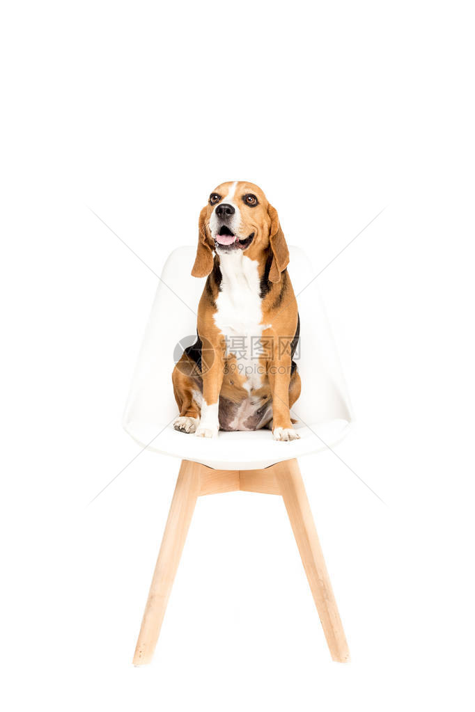 坐在椅子上的可爱的小狗在图片
