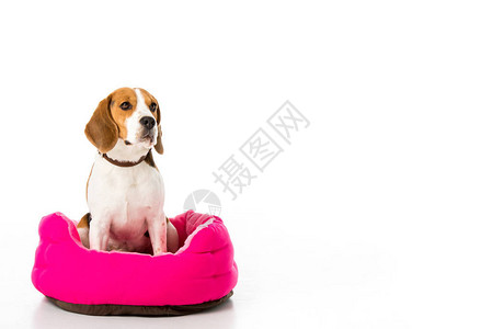 坐在粉红色床垫上的可爱的小狗图片