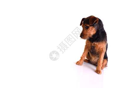 帕特代尔一张悲伤的狗在坐着位置上的图像图背景