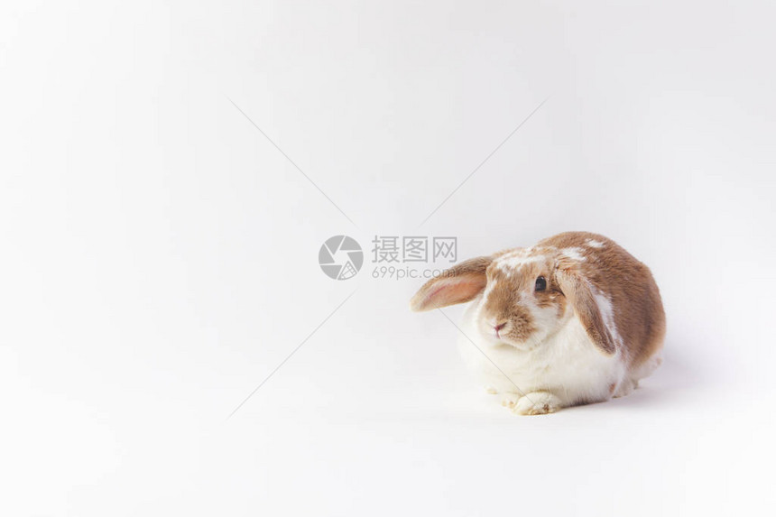 电影演播室的一拍坐兔子图片