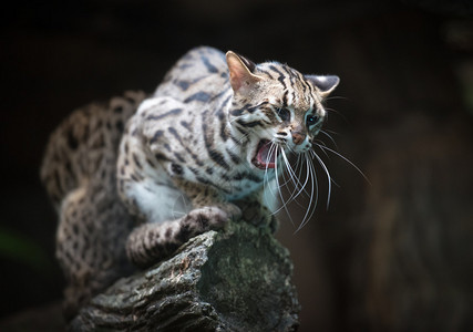 愤怒的豹猫叫喵图片