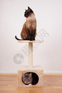 两只猫在小猫玩塔或树图片