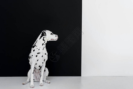一只可爱的小狗坐在黑白的墙图片