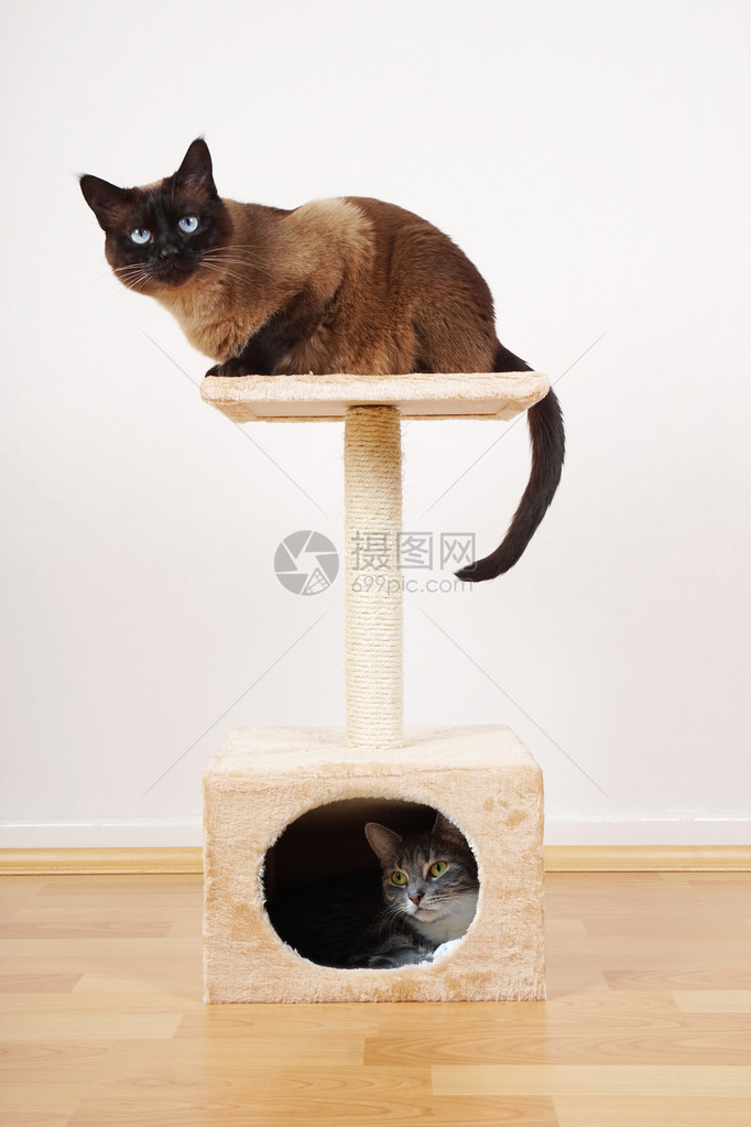 两只猫在小猫塔或猫树上休息图片