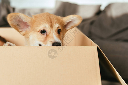坐在纸箱中的可爱小狗有图片