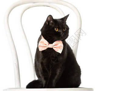 穿着粉红色领带的黑英国短头发小猫坐在白背景图片