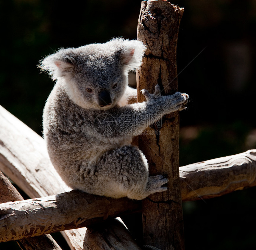 澳洲Koala熊被太阳反图片