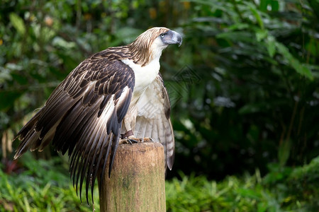 菲律宾鹰Pithecophagajerryi是菲律宾达沃省非常稀图片