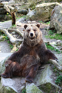 棕熊坐在户外的肖像背景图片