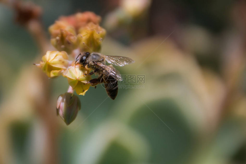 蜜蜂坐在苏普森植物的花朵上图片