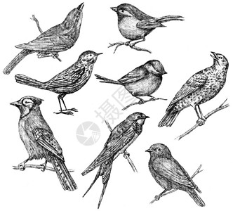 各种野生鸟类的手绘图背景图片