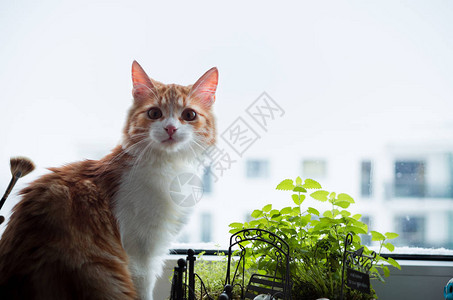 看照相机的惊奇的姜猫图片