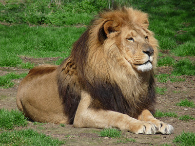一只骄傲的狮子坐在草图片