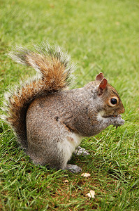伦敦海德公园的松鼠图片