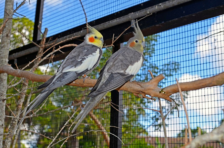 两只公鸡坐在Florida动物园西南方的树枝上图片