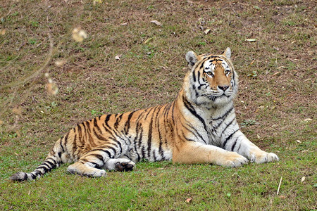 老虎以各种姿势站立和坐在草地上图片