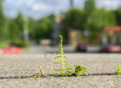 穿越花岗岩的Fernsproutbreaks在城图片