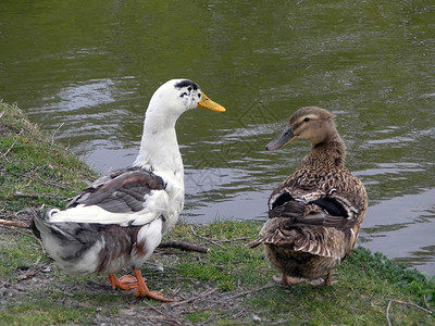 一对鸭子在池塘特写图片