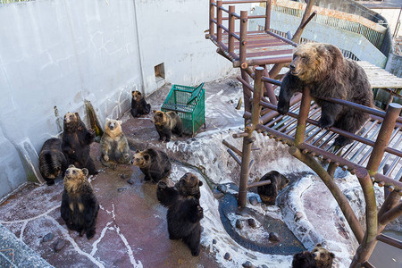 动物园里的日本棕熊图片