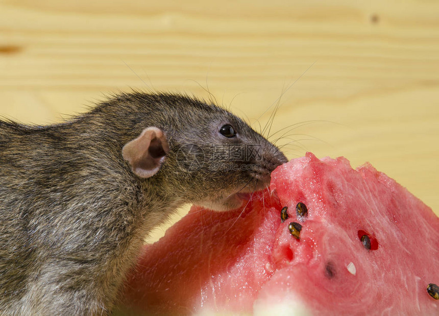 老鼠吃西瓜在木图片