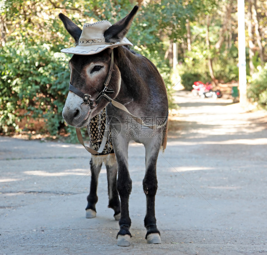 穿着牛仔帽子的帅哥驴子在公园图片