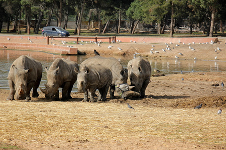 特拉维夫市的犀牛免费野生动物园之旅图片