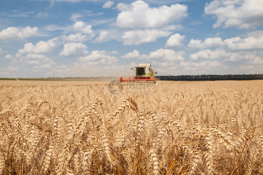在田间近距离收割小麦的和背景上的收割机图片