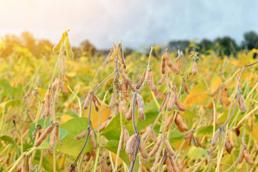 成熟大豆植物的领域大豆农业图片