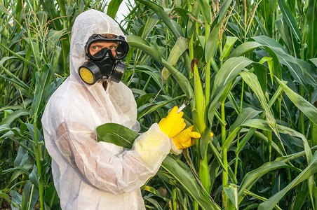 覆盖物和防毒面具的转基因科学家在玉米田用注射器对玉米进图片