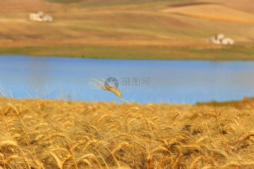 蓝色背景上的孤零麦穗图片
