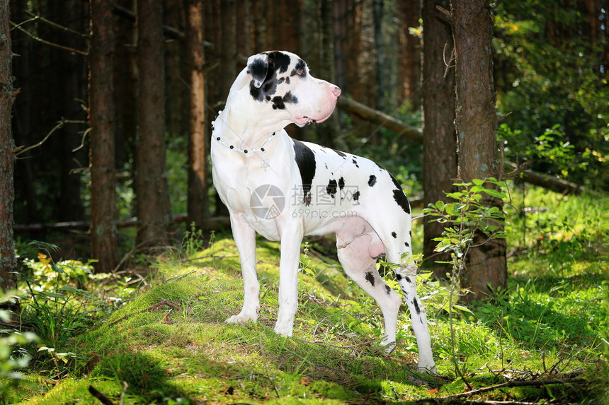 夏日森林中的丑角大丹犬图片
