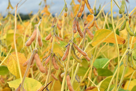 在田间生长的成熟大豆植物图片