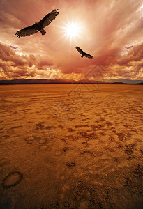 沙漠和秃鹰干涸的湖床沙漠风光图片
