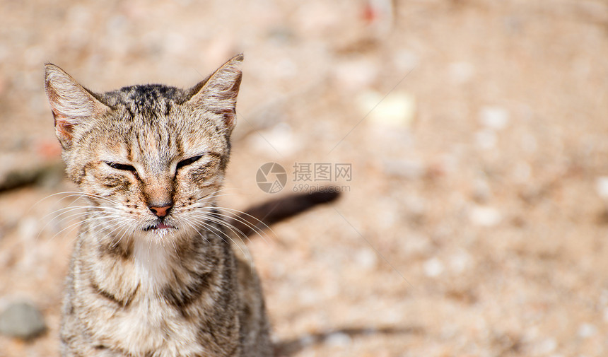 肮脏的流浪野猫图片