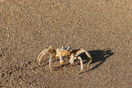 在沙滩上爬的螃蟹图片