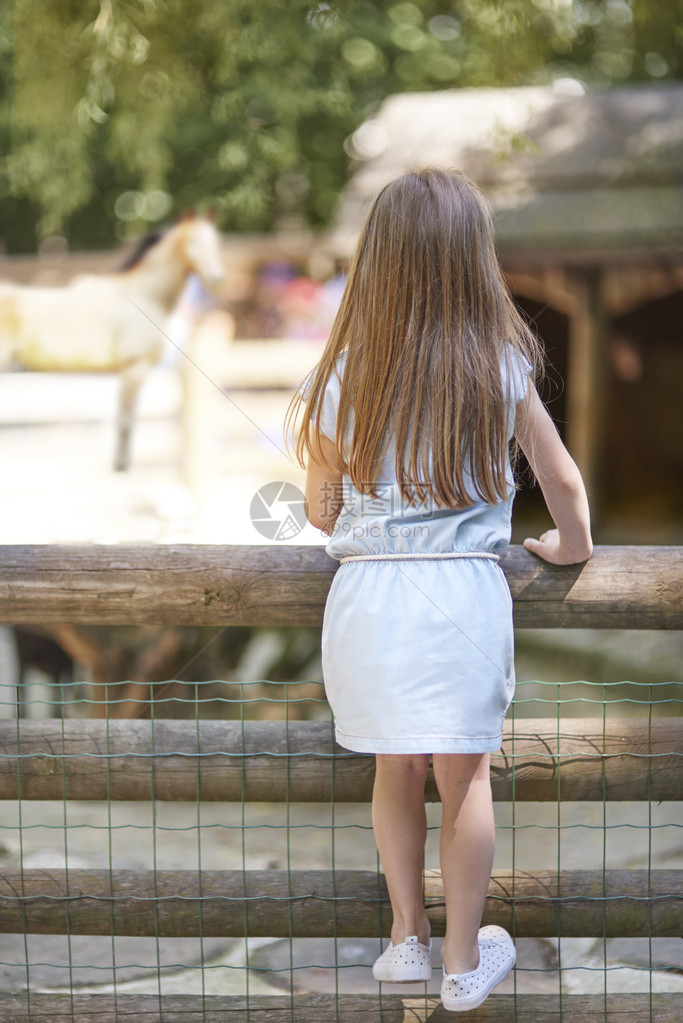 小女孩在动物园看动物的后视图图片
