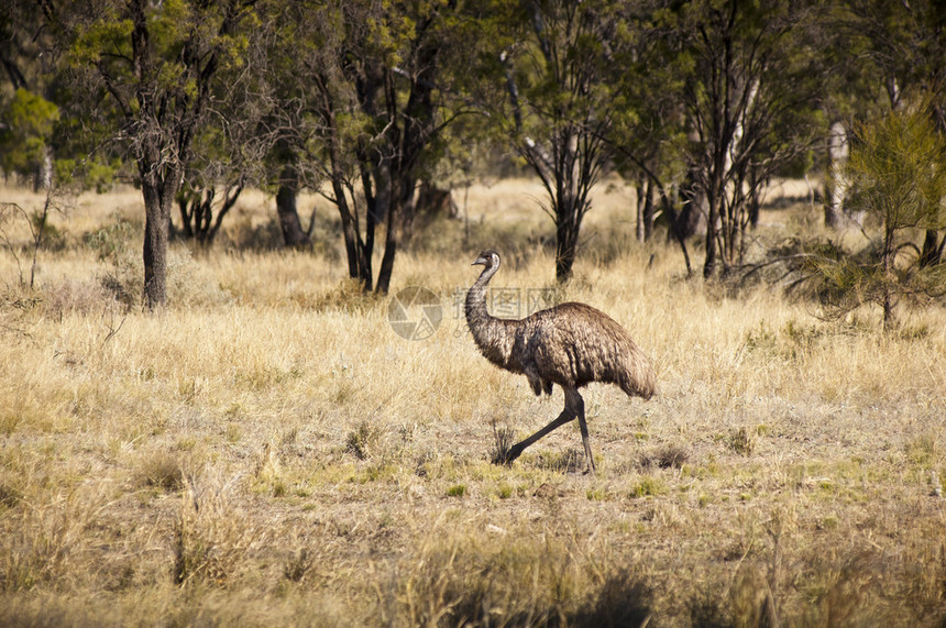 澳大利亚内陆野生鸸鹋自由漫游图片