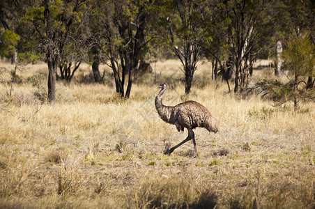 澳大利亚内陆野生鸸鹋自由漫游图片