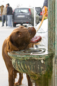 可爱的棕色狗从喷泉里喝水图片