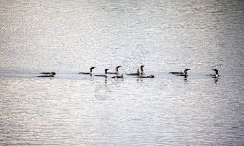 乡村湖中的潜鸟群图片