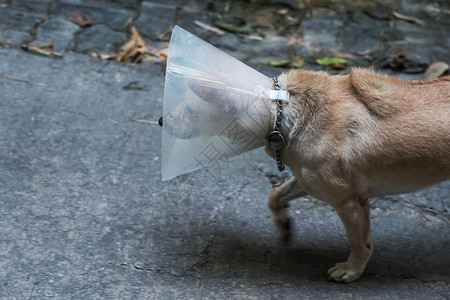 棕色流浪狗穿着特殊的塑料绷带在街上行走图片