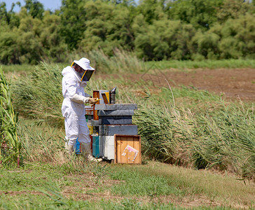 养蜂人有保护西装采集蜂蜜和图片