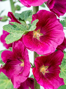 紫色蜀葵花的特写图片