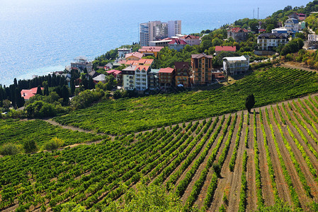 海边的村庄山坡上的葡萄园图片