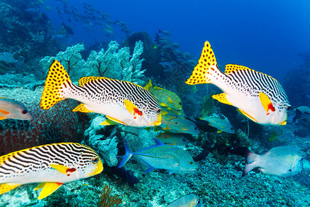 印度尼西亚巴厘热带珊瑚礁附近有甜lippes鱼类的下水风图片