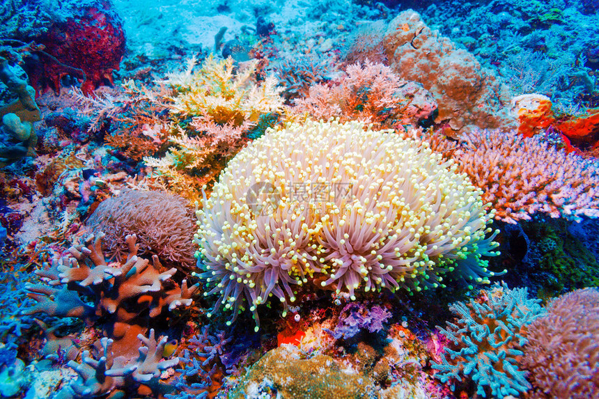 热带珊瑚礁景观多姿彩印度尼西亚巴图片