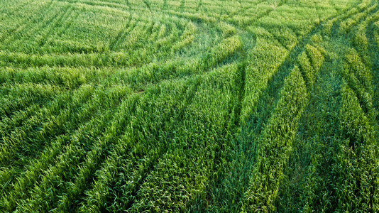 带轮胎轨迹的绿色农业田地空中观图片